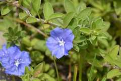 Evolvulus alsinoides